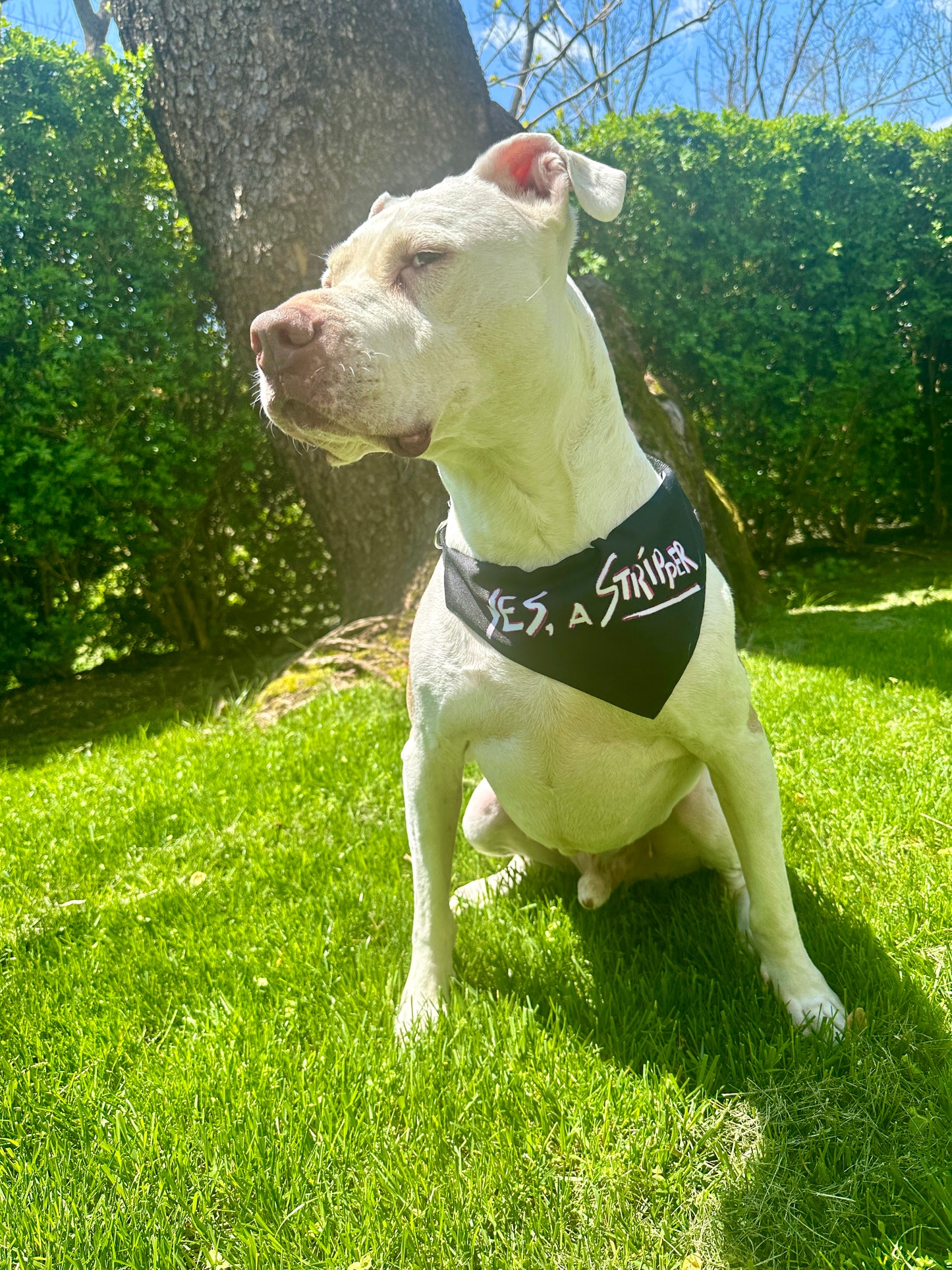 Yes, a Stripper Doggie Bandana